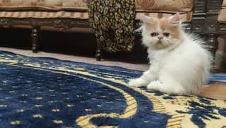 Persian cat/pike face kittens/triple coated/Persian kittens