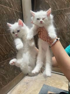 Persian cat. . pair female Nd male contact no 03354260732