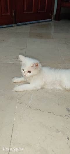 persian cat 3 months age