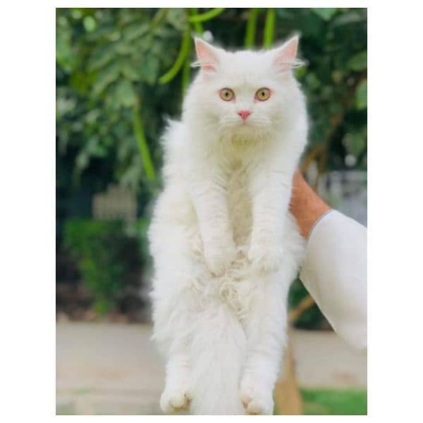 Persian hamalian british punch face piki face cat's and kitten's 3