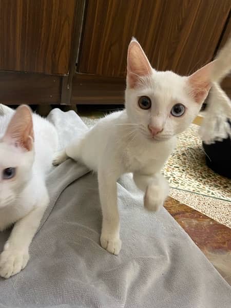 kitten pair for sale 5
