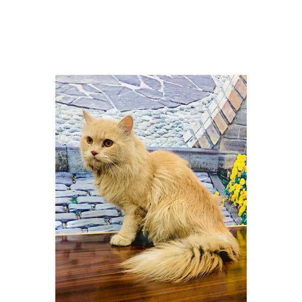 Persian hamalian british punch face piki face cat's and kitten's 6