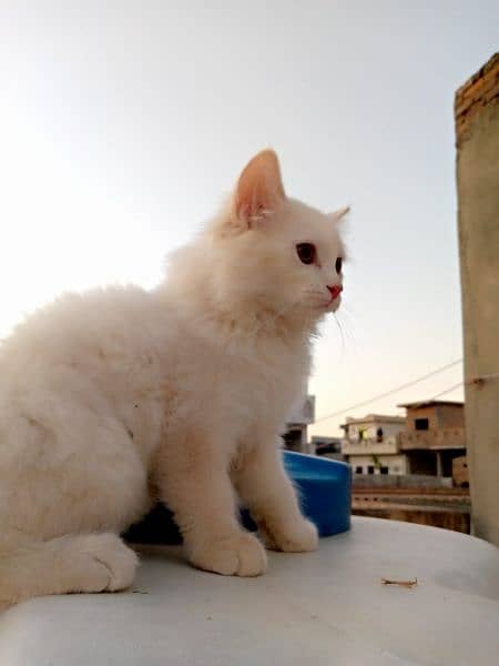 persian kitten's 4