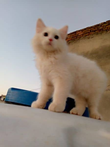 persian kitten's 6