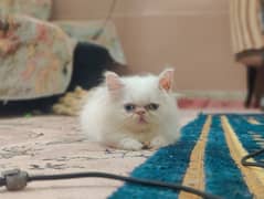 peki piki peke |white Blue eyes peki| male Persian kitten