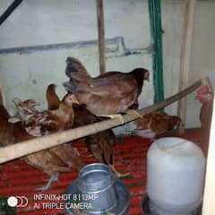 Lohmann Brow 9 females hen and one male full vaccinated