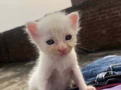 pershian kitten sale urgent 0