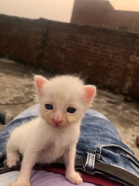 pershian kitten sale urgent 1