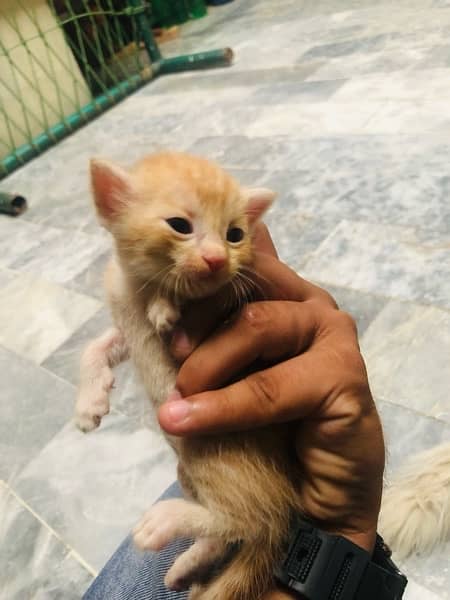 pershian kitten sale urgent 2