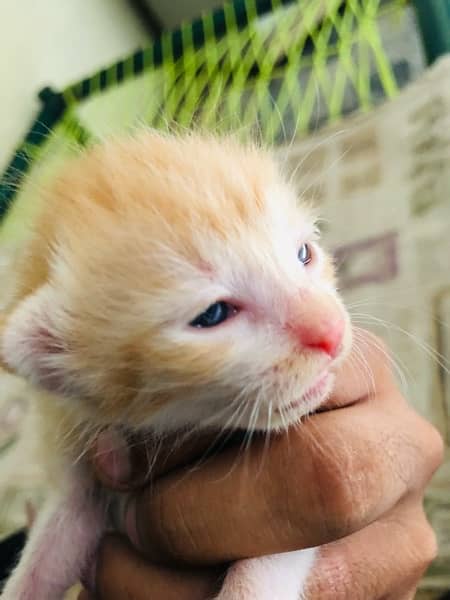 pershian kitten sale urgent 3