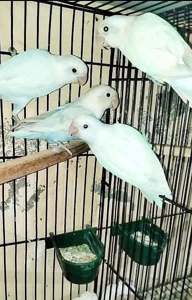 Urgent Sell Blue Monk, Lutino, Albino Breeder Pairs 9