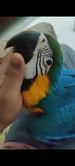 Blue And Gold Macaw Female