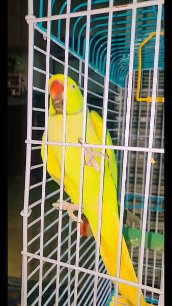 talking parrot. . 2