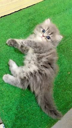 Pure Persian kitten Available