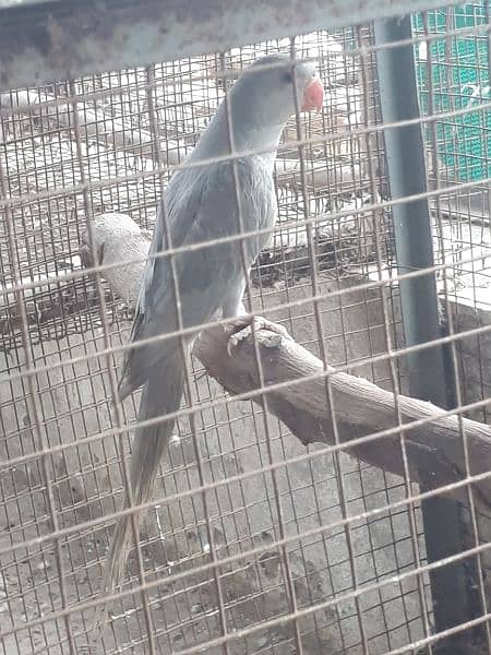 parrot 1