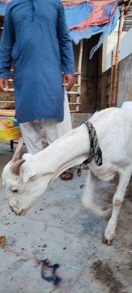 milking goat with male child 6