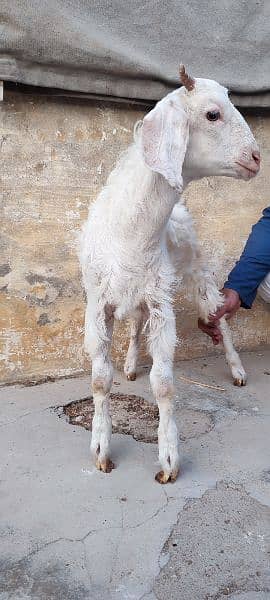 milking goat with male child 7