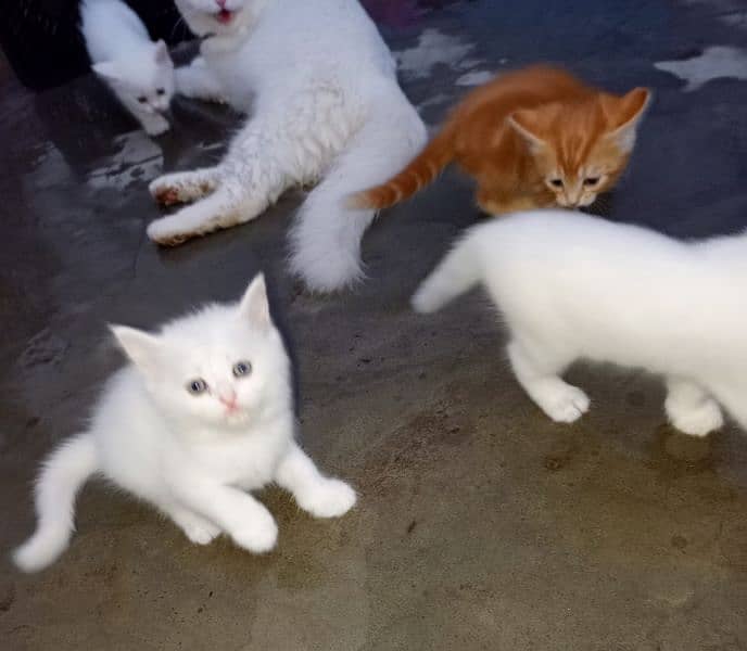 panch face blue and black eyes Persian cats available 3