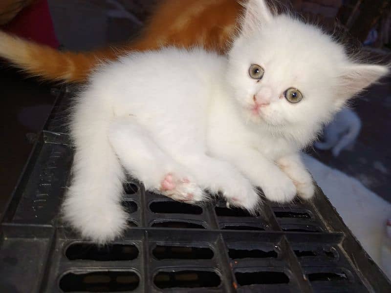 panch face blue and black eyes Persian cats available 5