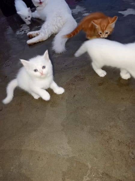 panch face blue and black eyes Persian cats available 10