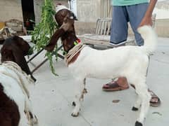 Baby Goats