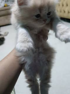 pure Persian semi punched face female kitten