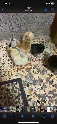 new born chicks with hen