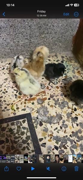 new born chicks with hen 0