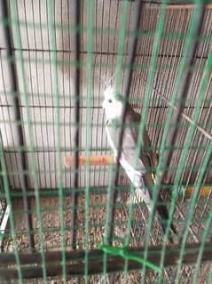 charcoal white face cockatiel for sale 0