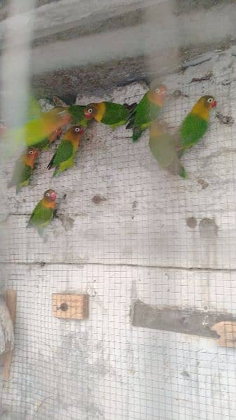 parrots 4