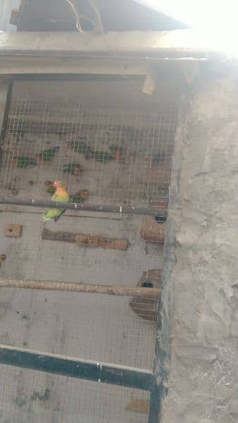 parrots 5