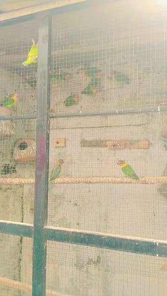 parrots 6