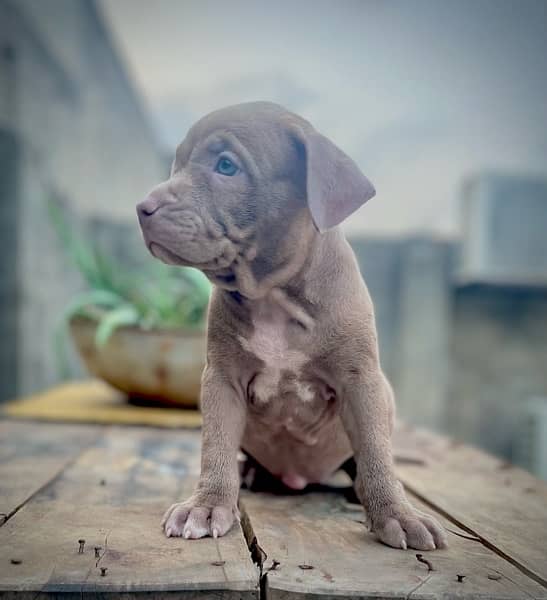 American Pitbull Terrier 1