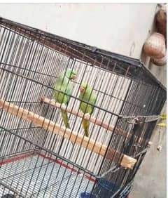 this is raw parrot this age is 1.5 year