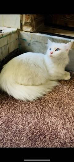 persian white blue eyes cat 0