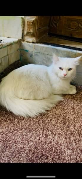 persian white blue eyes cat 1