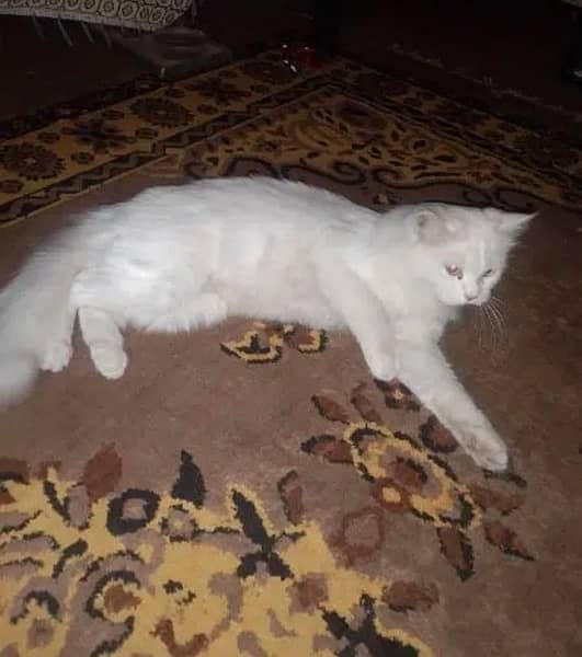 persian white blue eyes cat 2