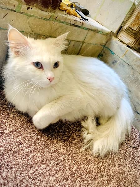 persian white blue eyes cat 3