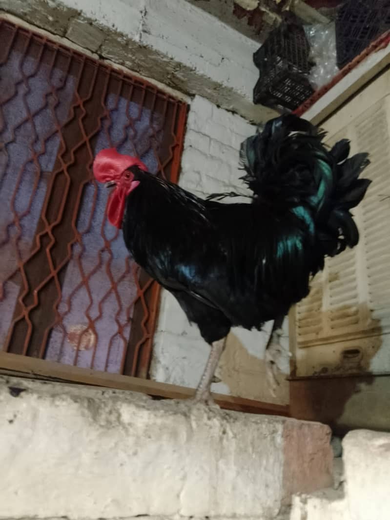 King Size Australorp Male/Female 1