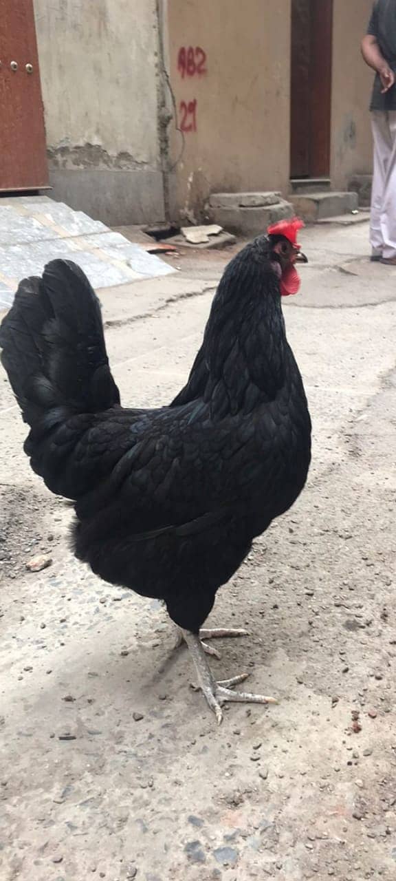 King Size Australorp Male/Female 3