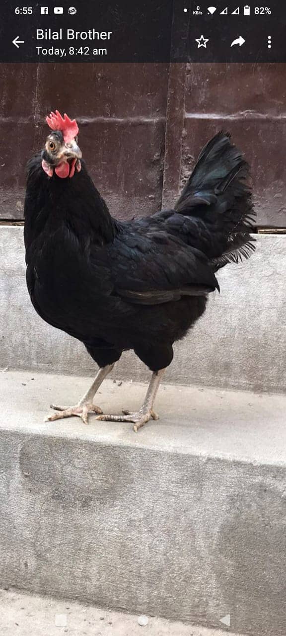 King Size Australorp Male/Female 5