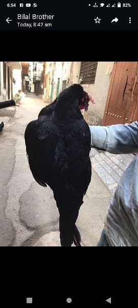 King Size Australorp Male/Female 6