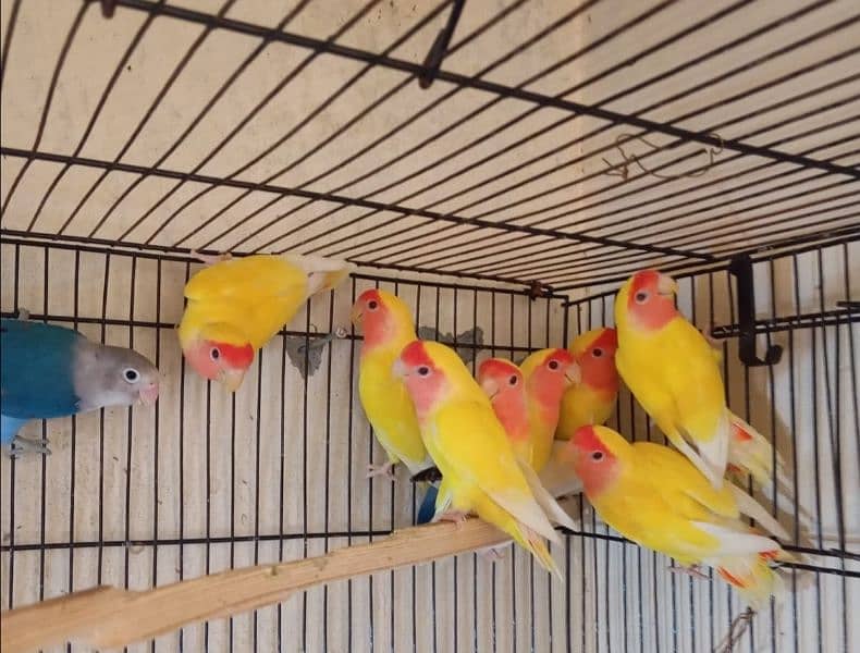 Common lutino for sale ready to breed birds 0