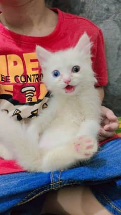 Persian odd eyes cat