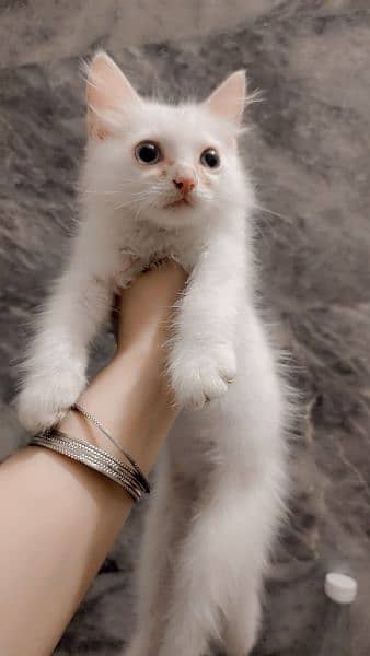 Persian odd eyes kitten 1