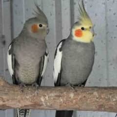 cockatiel pair