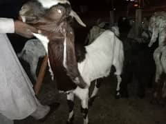 two male bakra
