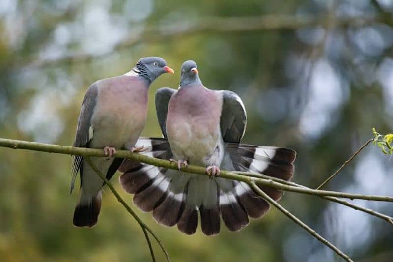 wood pigeon chicks 0