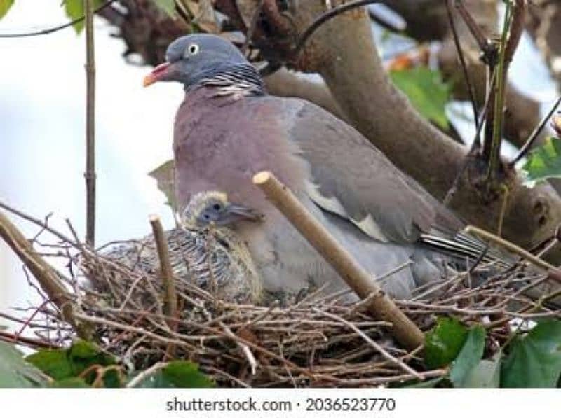 wood pigeon chicks 1