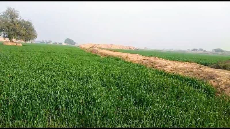 Agriculture Land for Sale in Bahawalpur 3